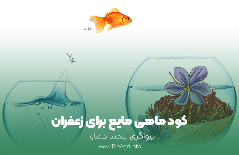 کود مایع ماهی برای زعفران