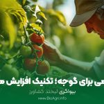 کود ماهی مایع برای گوجه