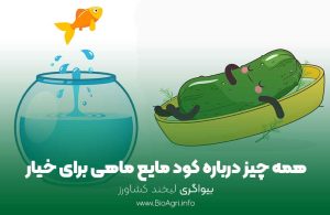 کود مایع ماهی برای خیار