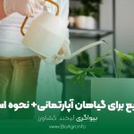 کود مایع برای گیاهان آپارتمانی