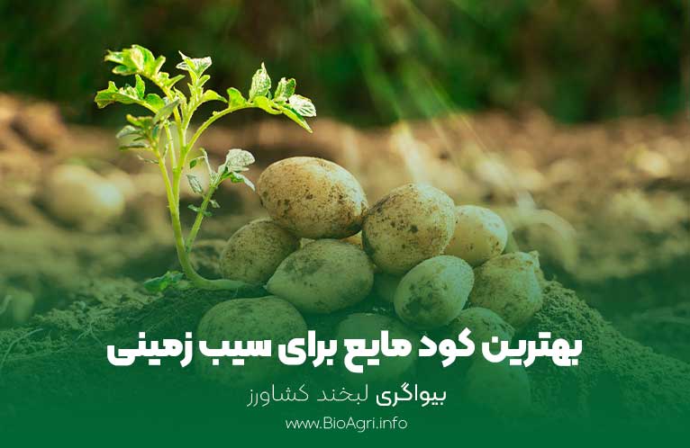 بهترین کود مایع برای سیب زمینی