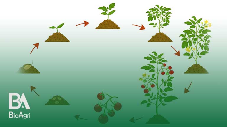 فرایند رشد گیاه با کود مایع
