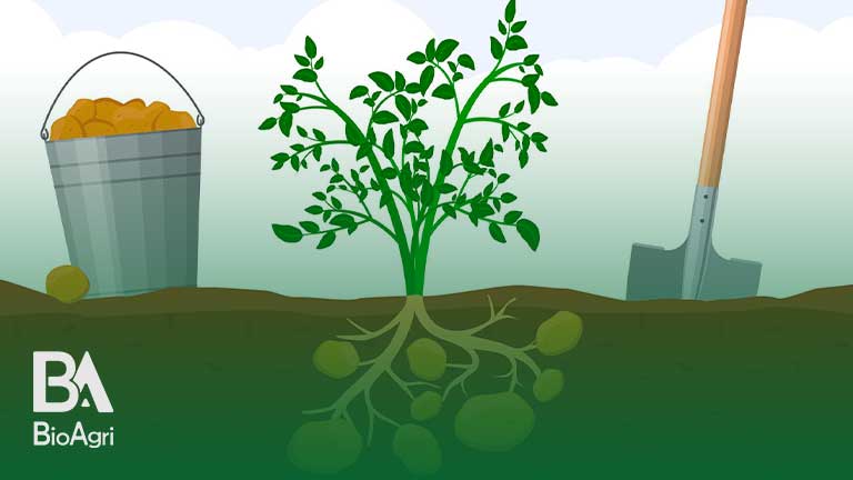 نقش کود مایع در رشد سیب زمینی
