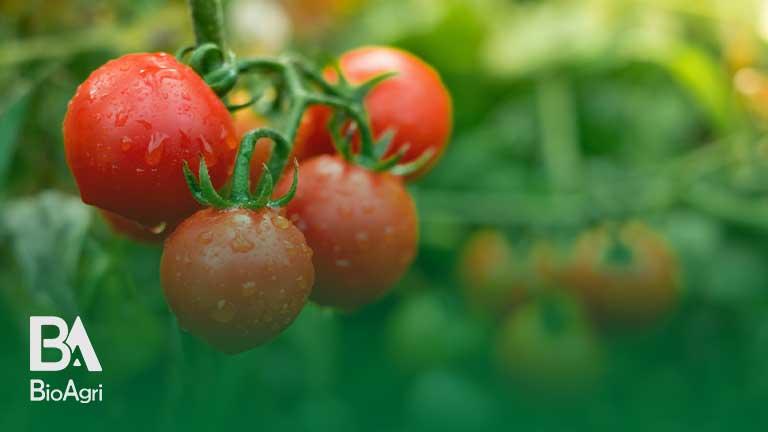 کود دهی بعد از رشد گوجه