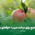 کود مایع برای درخت سیب