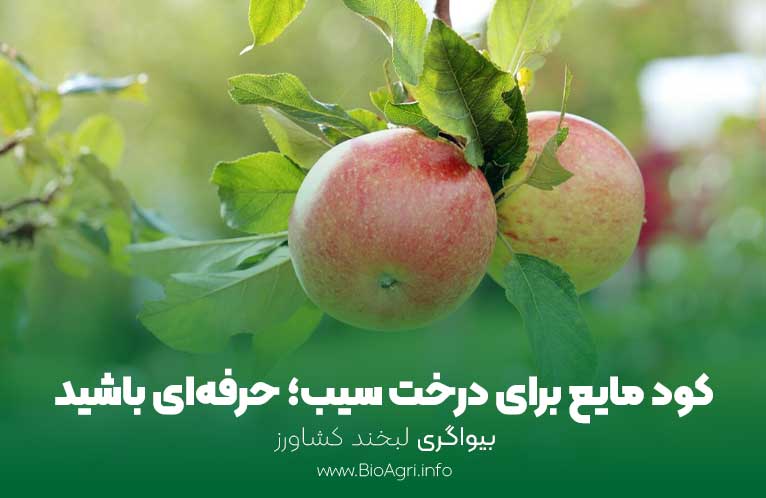 کود مایع برای درخت سیب
