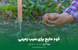 کود مایع برای سیب زمینی | نکات تخصصی برای کشاورزان