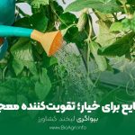 کود مایع برای خیار