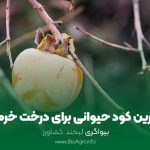 بهترین کود حیوانی برای درخت خرمالو