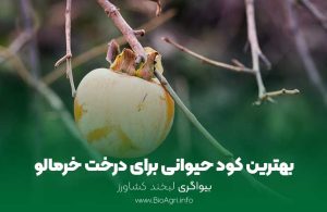 بهترین کود حیوانی برای درخت خرمالو