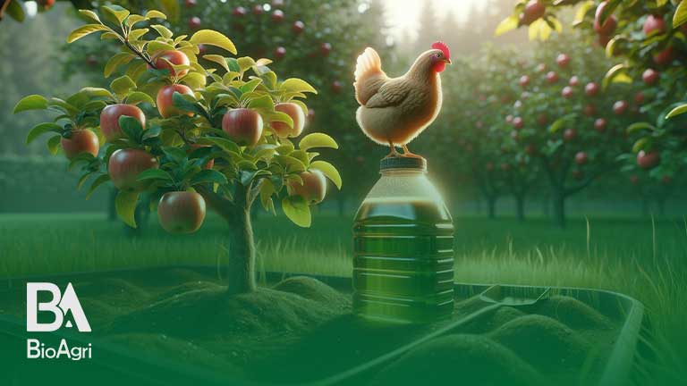 کود مایع مرغی برای درخت سیب