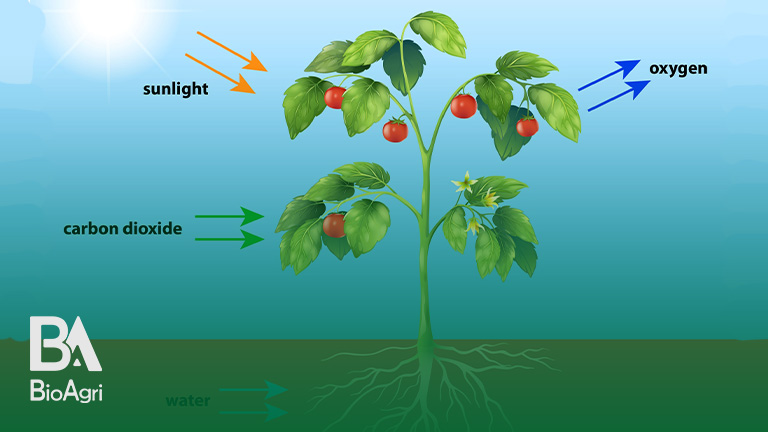 بهینه‌سازی جذب مواد مغذی و آب توسط گیاهان