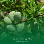 کود هیومیک اسید برای بادام